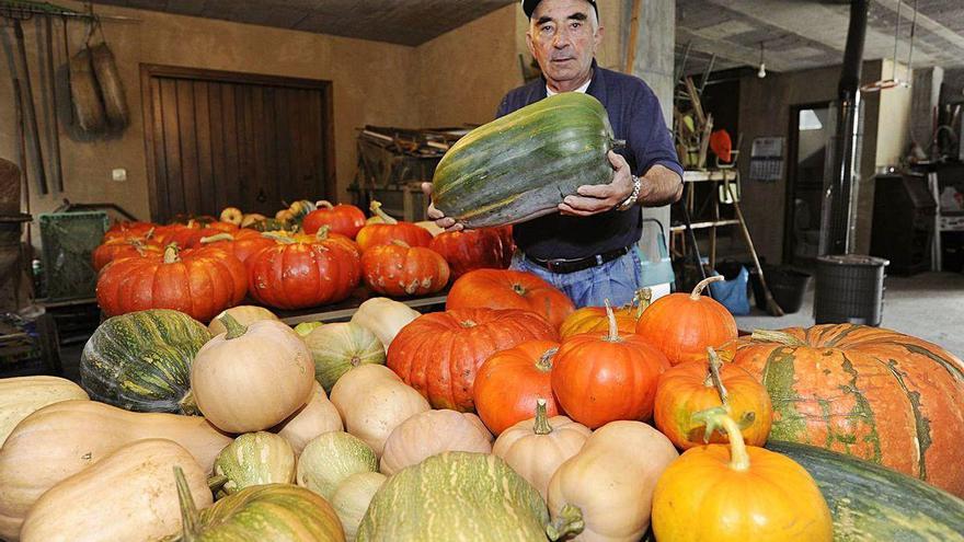 El estradense José Chedas muestra su amplio surtido de calabazas.