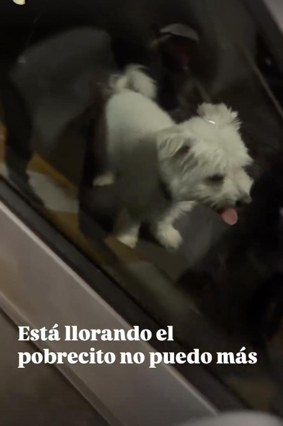 Omar Montes ha rescatado a un perro 'abandonado' en un coche