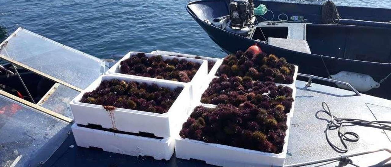 En la reserva marina de Lira se incautaron de cuatro embarcaciones y 420 kilos de erizo. // Gardacostas