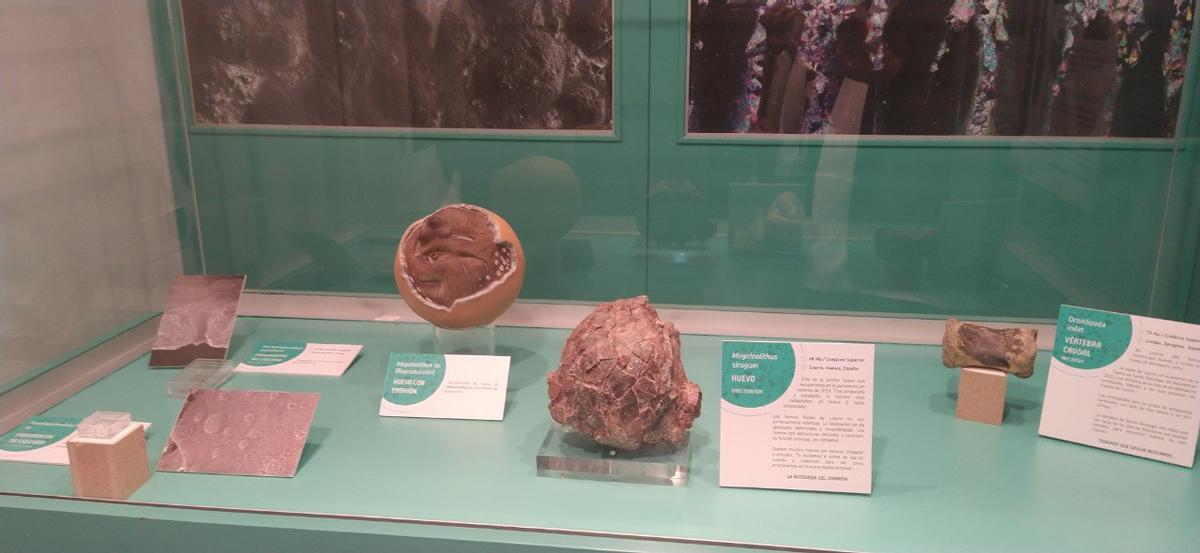 El nuevo museo muestra algunos de los huevos fósiles hallados en la zona en 2019.