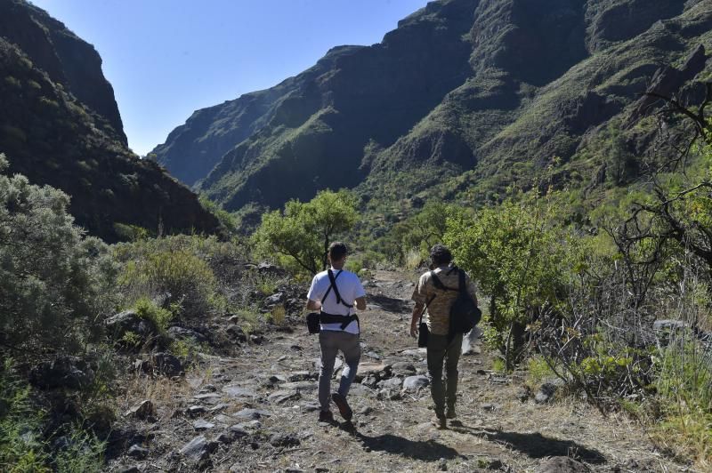 Inauguración del camino de las bestias en Ingenio