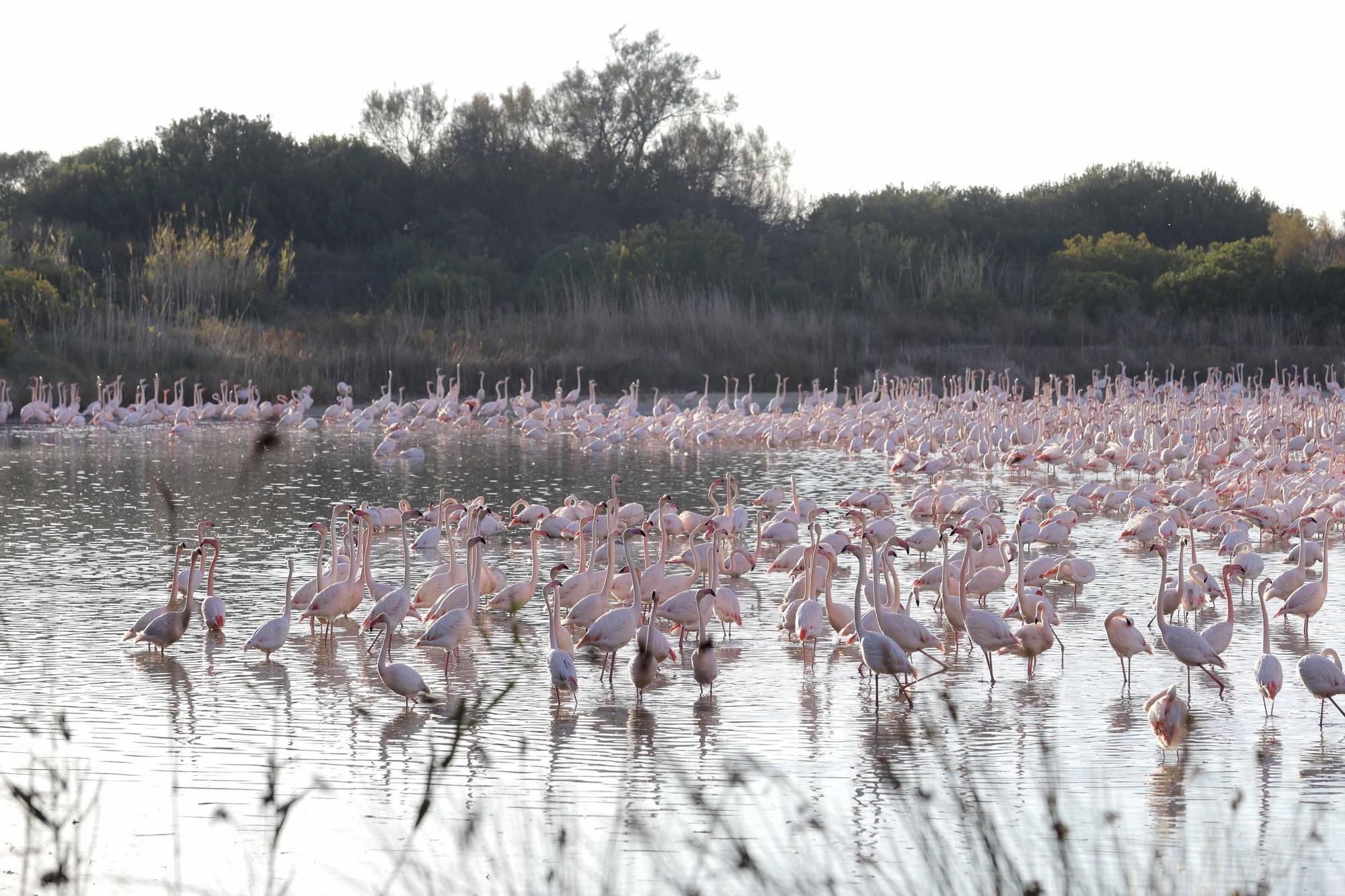 Los flamencos vuelven a L´Albufera para criar