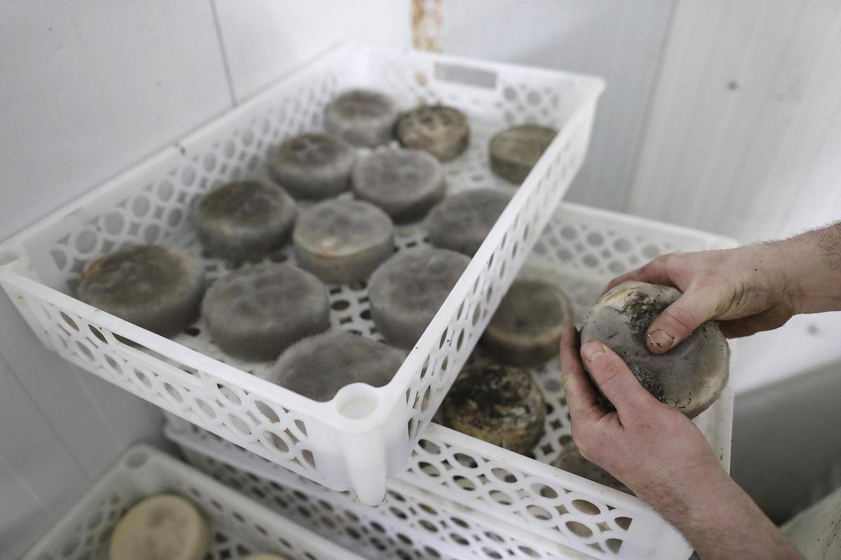 Detall del formatge Rocanegra, homenatge a un dels volcans de la Garrotxa.