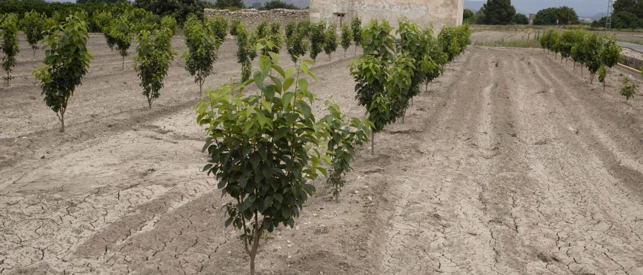 Ejemplares de árboles de caqui de un año de vida en una parcela de Xàtiva,  ayer. | PERALES IBORRA