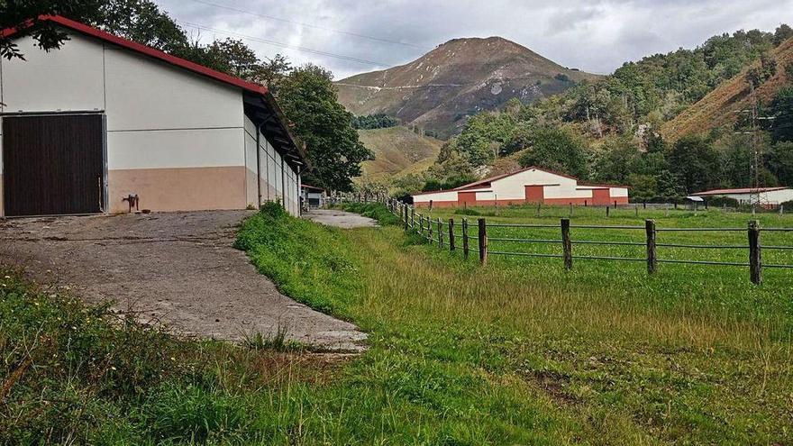 La finca de la yeguada de Gabino de Lorenzo en Onís, reconvertida a quesería de gamonéu