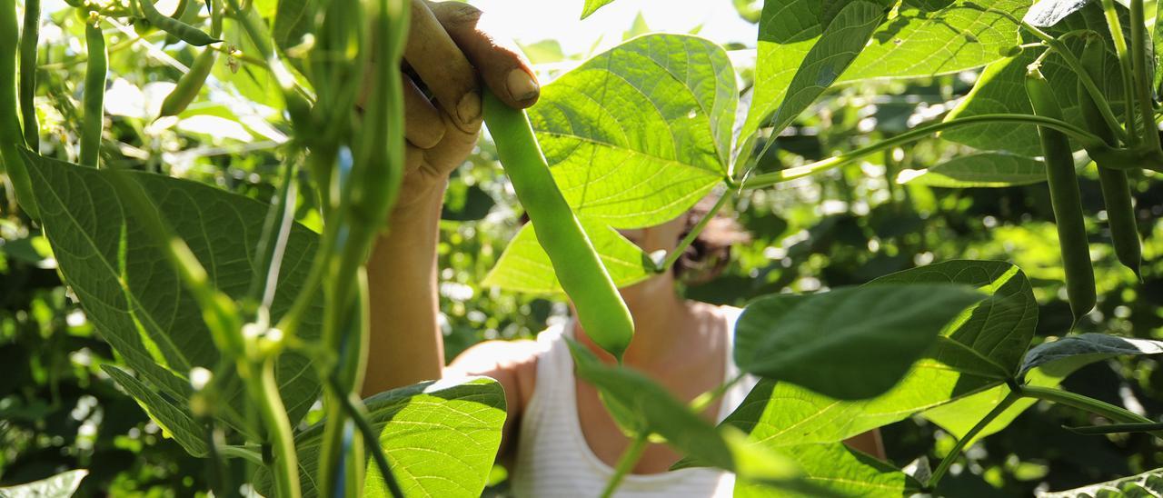 Una trabajadora temporera en una plantación de judías en la comarca del Deza. // Bernabé / Javier Lalín