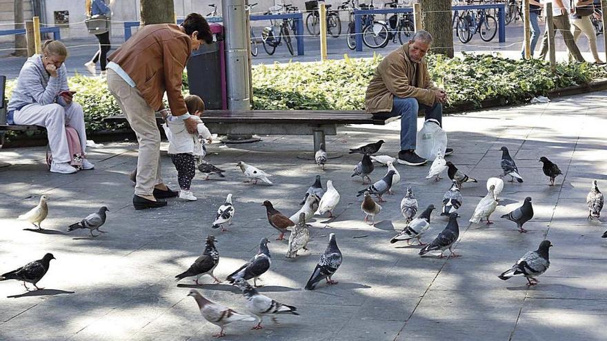 En la plaza de EspaÃ±a sÃ­ se puede dar de comer a las palomas y a diario se puede ver esta imagen.