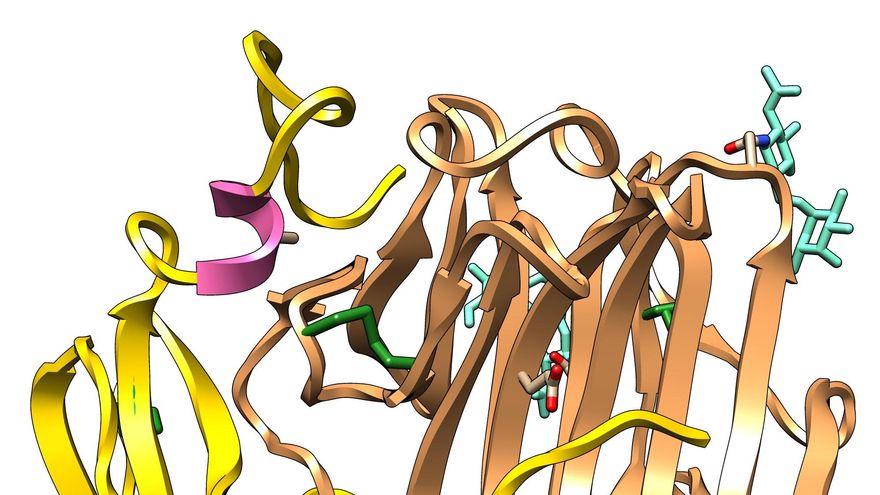 Identifican una molécula que podría servir para tratar la celiaquía