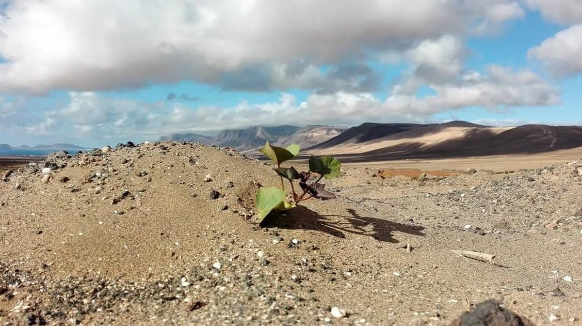 Batata plantada en jable.