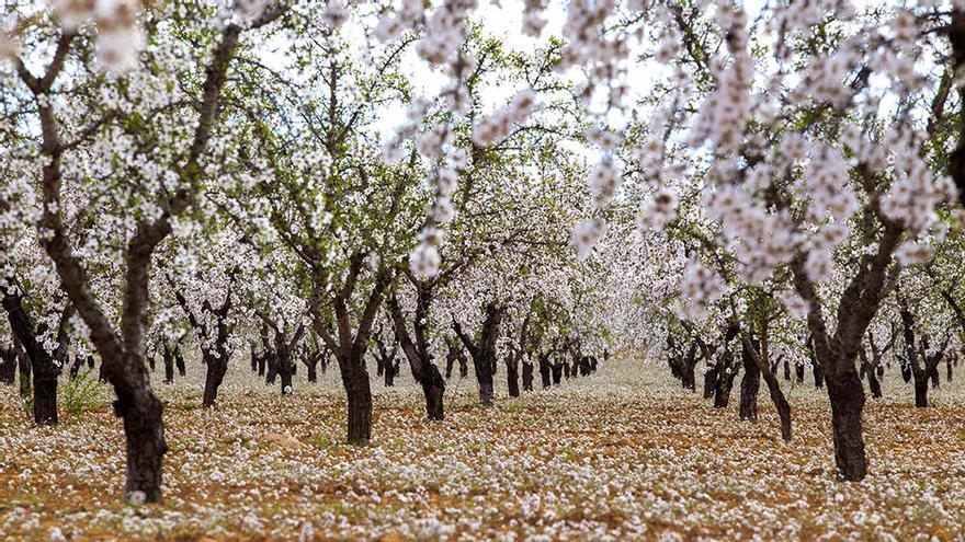 La fascinación por el espectáculo de la floración emerge en España