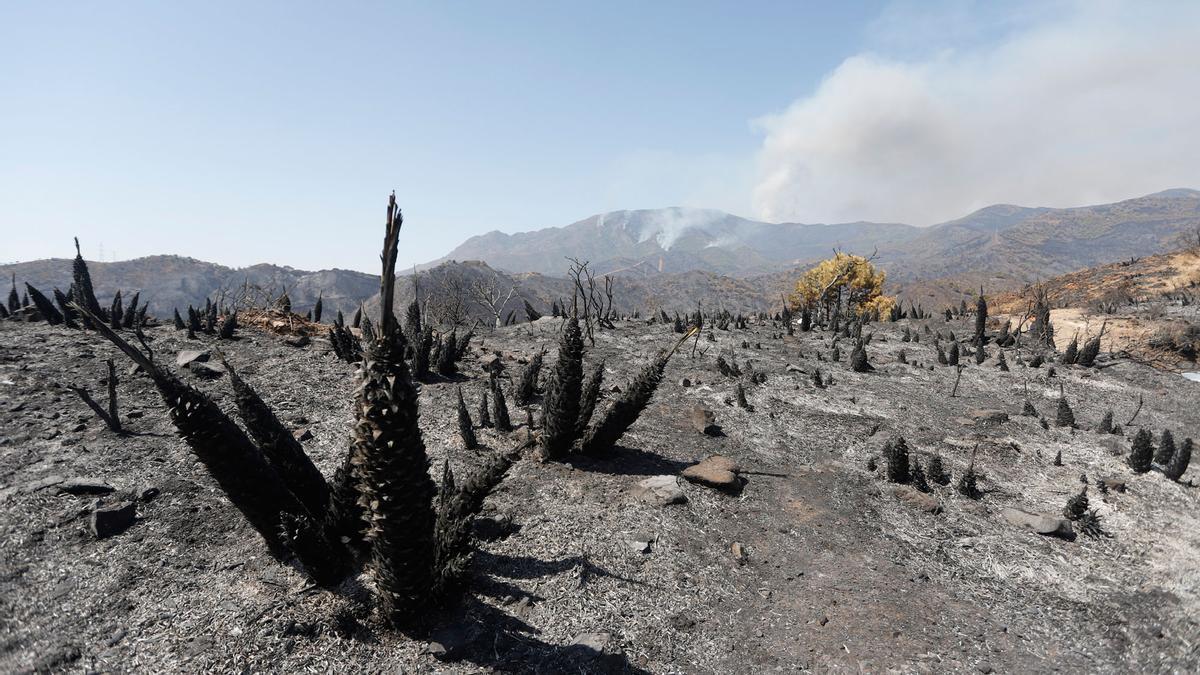 Tercera jornada de trabajos de extinción del incendio en Sierra Bermeja.