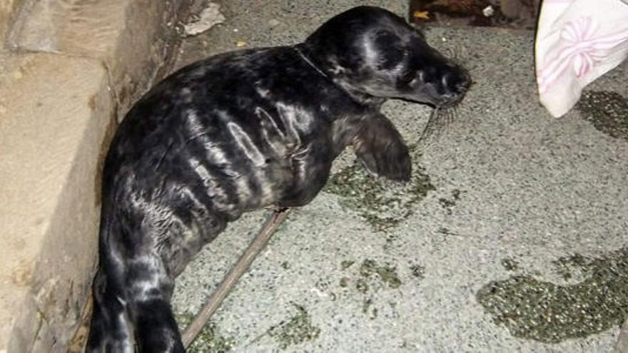 Localizada una cría de foca gris en la playa de San Lorenzo