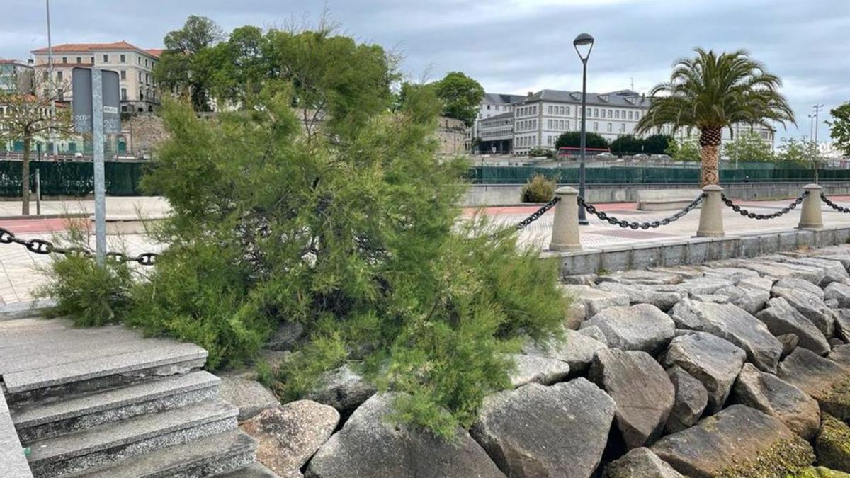 Tamarisco. Aunque el tamarisco o taray es una planta autóctona ornamental que prefiere climas más cálidos y secos, en Galicia soporta mejor la falta de agua y el sol en verano, especialmente en suelos húmedos en los que existen altas concentraciones de nutrientes y salobres, que también han sido alterados por el ser humano. Es una especie capaz de resistir al salitre, la sequía y el viento, por lo que suele ser una estampa habitual en paseos marítimos y jardines cercanos al litoral. | LOC