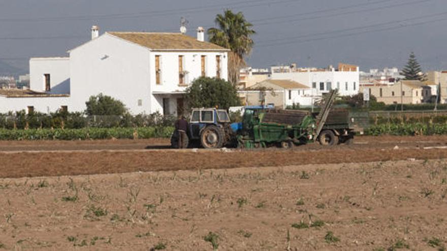 La chufa: el &quot;superalimento&quot; de moda