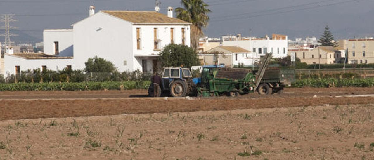 La chufa: el &quot;superalimento&quot; de moda