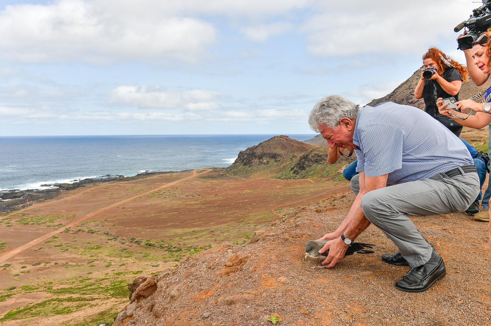 Suelta de pardelas en el mirador de Las Coloradas