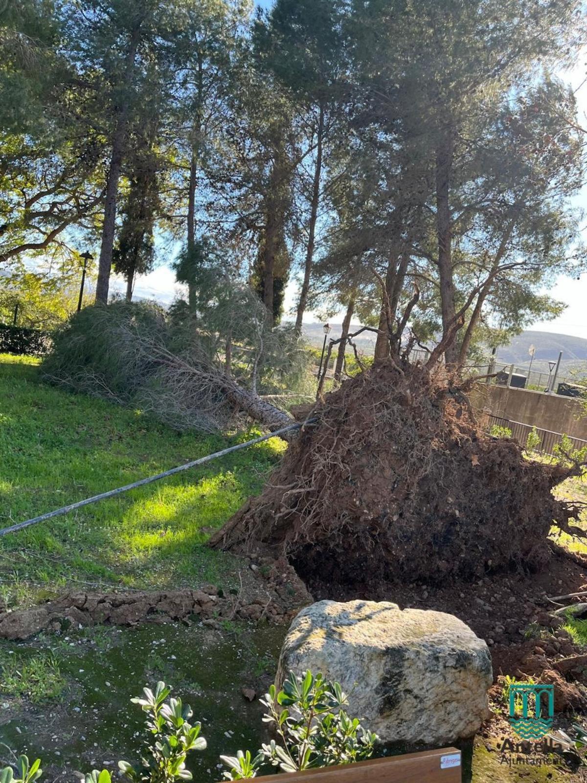 Pino derribado por el viento en Antella.