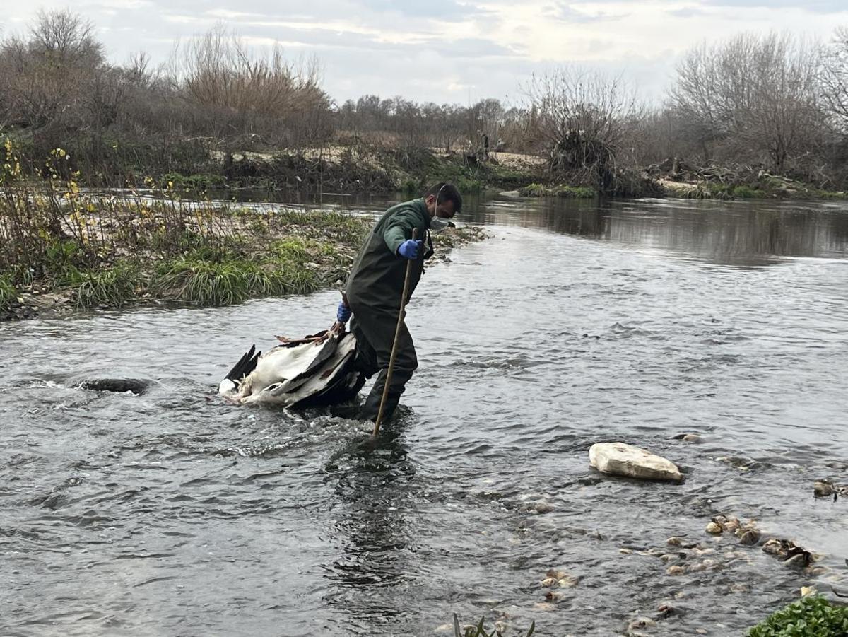 La Comunidad de Madrid retiró en 2025 a más de 4.000 animales exóticos invasores del medio natural para proteger la biodiversidad.