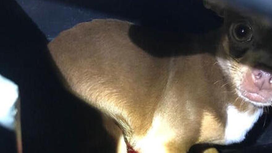 El gos trobat pels Mossos d&#039;Esquadra dins un ciclomotor al Vendrell