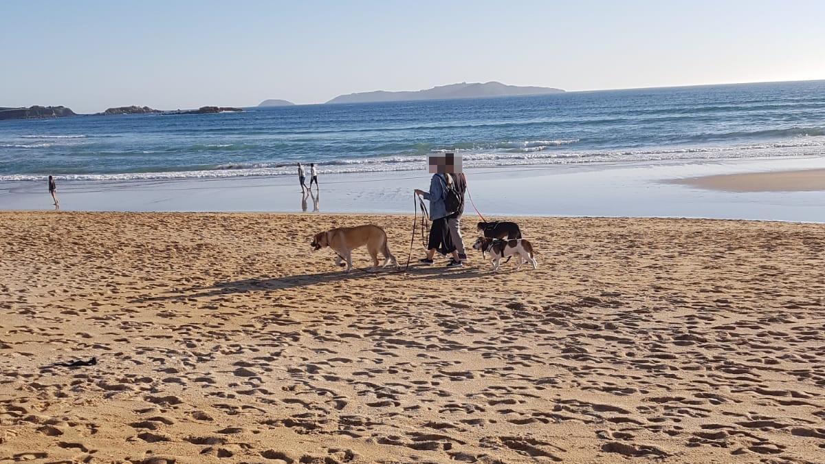 Los perros constituyen unaamenaza en las zonas de cría.