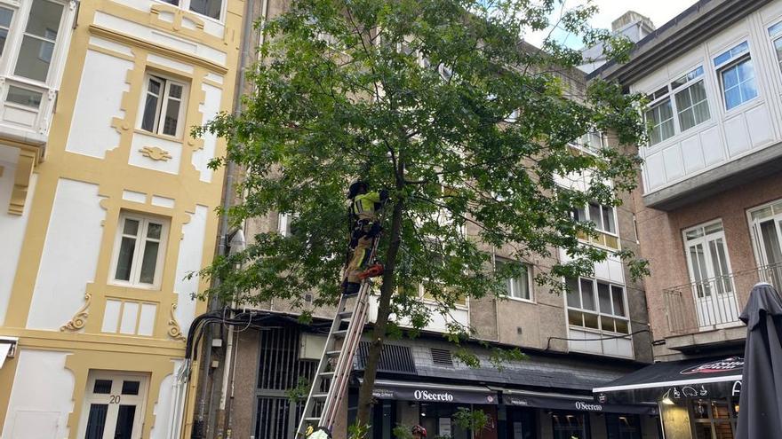 La Policía investiga la autoría de una agresión a un árbol en la calle Alameda