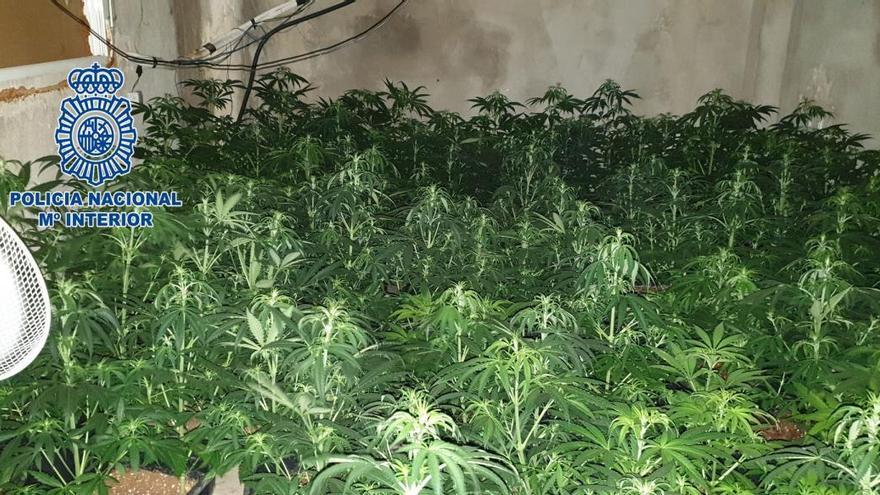 Desmantelan en Castelló una &#039;casa-búnker&#039; para vender cocaína y un cultivo con 300 plantas de marihuana