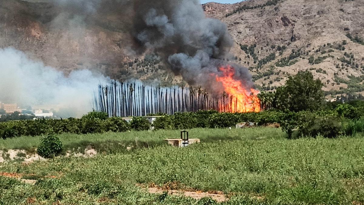 Labores de extinción del incendio de vivero de palmeras en Camino de Enmedio de Orihuela