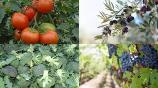 Extremadura aplica residuos vegetales para potenciar los beneficios de las comidas