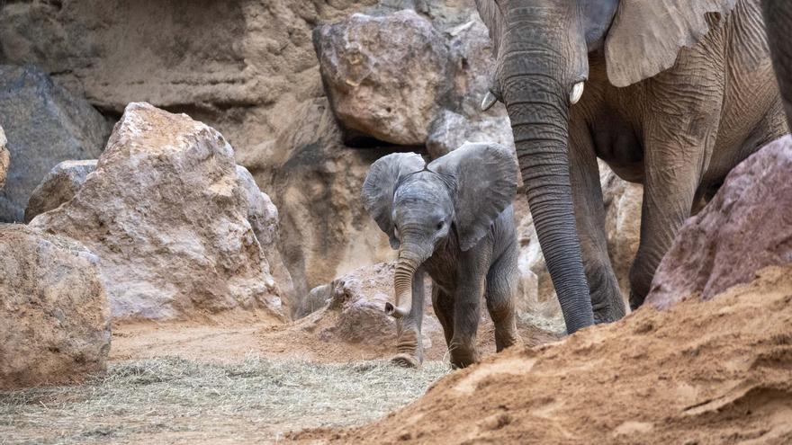 Disfruta esta Navidad de las actividades especiales y promociones de Bioparc