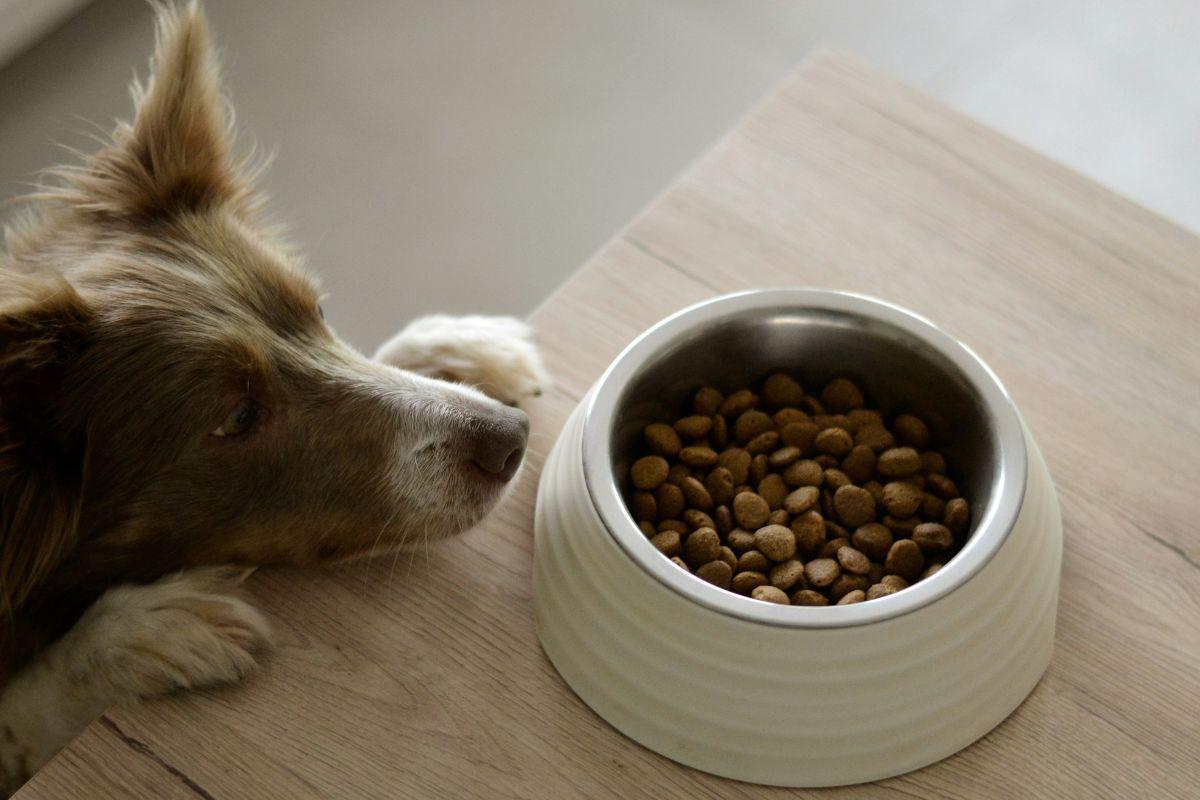 Por qué mi perro ha dejado de comer pienso, los veterinarios responden