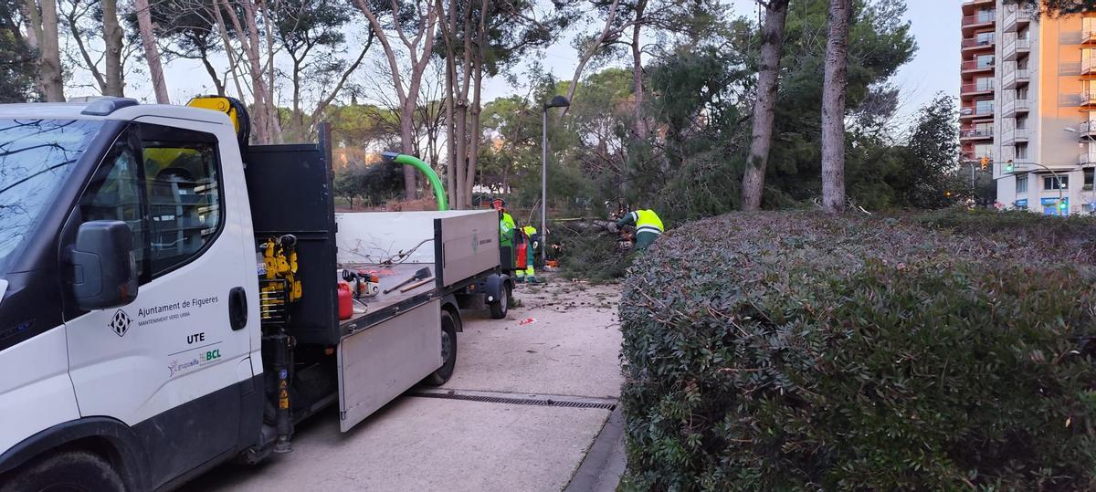 EN IMATGES | Retiren els arbres caiguts al Parc Bosc de Figueres per la llevantada