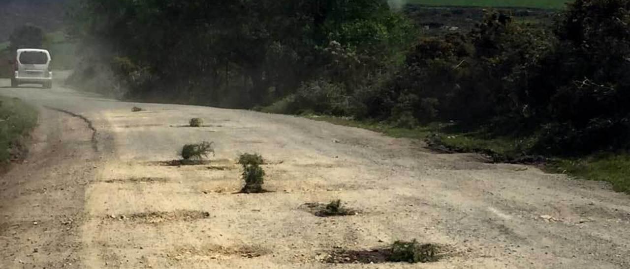 Plantan árboles en los baches de la carretera de La Bobia como protesta