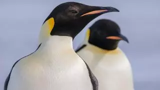 Los pingüinos emperadores ya están en peligro de extinción: lo que está pasando en la Antártida preocupa a los científicos