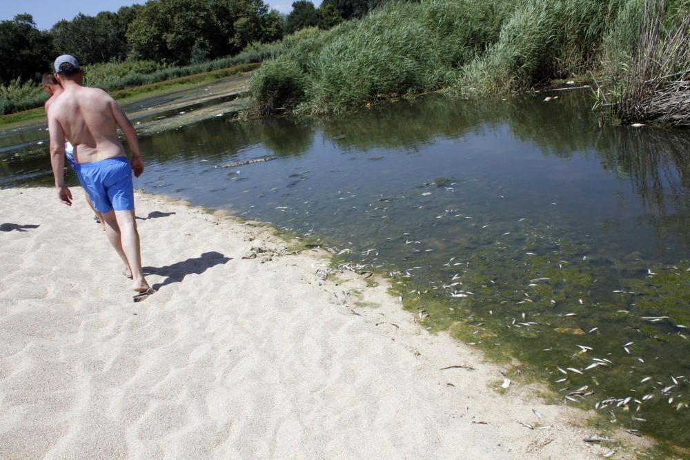 La desembocadura de la Tordera acumula peixos morts