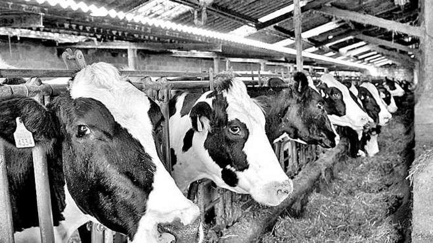 Vacas comiendo en una granja.  // FdV