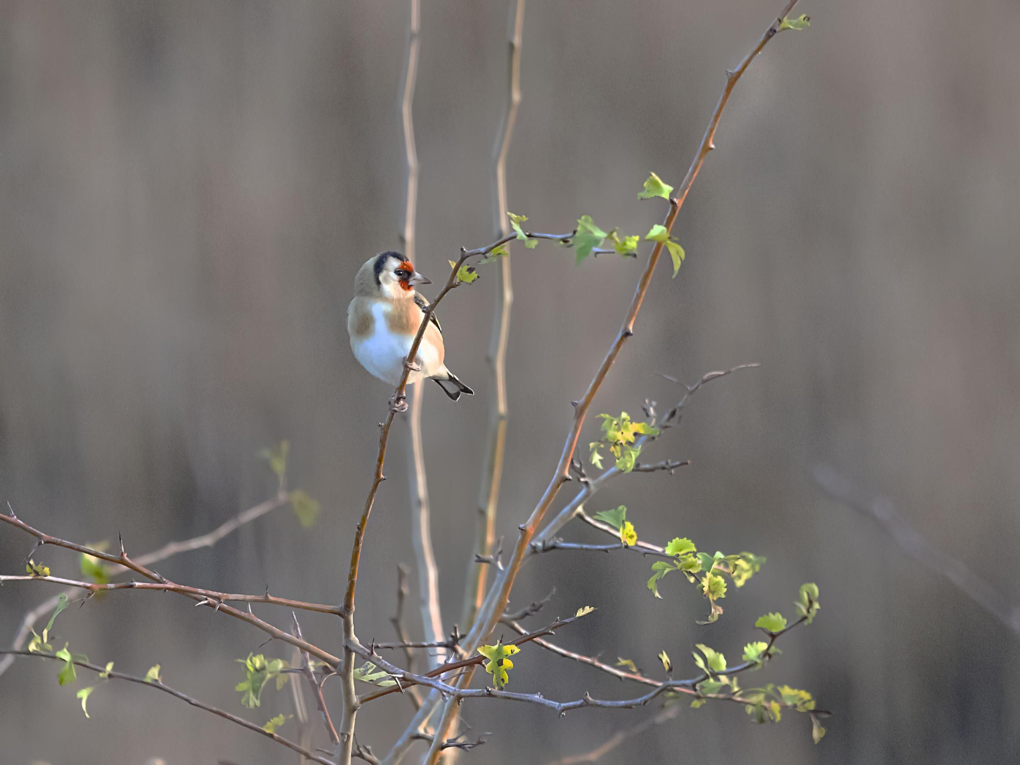 La ría, un espacio único en el que observar más de 300 especies de aves