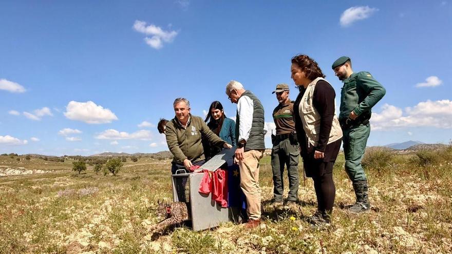 Video / Extremadura cede el lince Wonders a la Región de Murcia