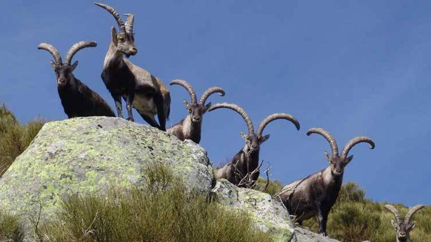 La reserva de caza La Sierra subasta en Jarandilla 64 lotes de machos monteses y cabra montés