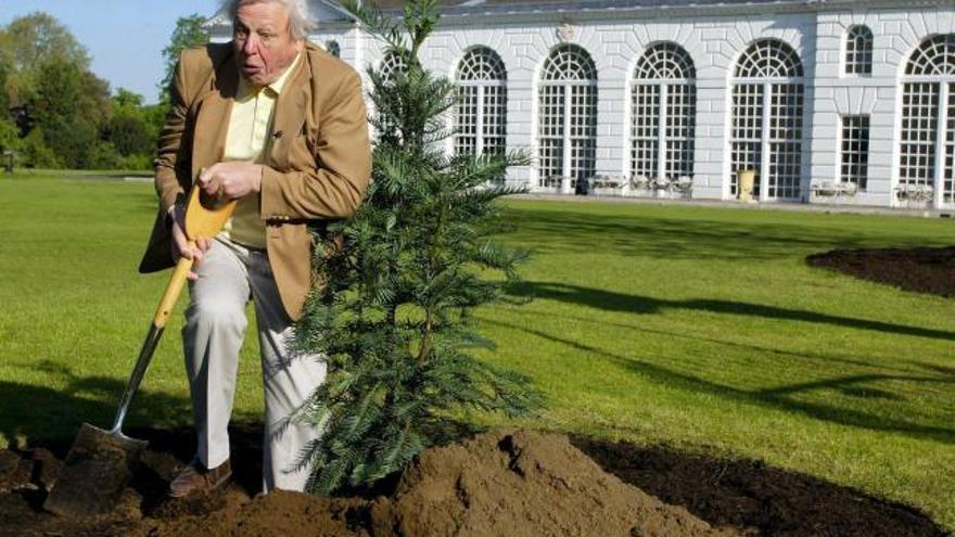 El naturalista británico Sir David Attenborough planta un pino Wollemi, especie que se creía extinguida hace dos millones de años, en Kew Gardens, Londres.