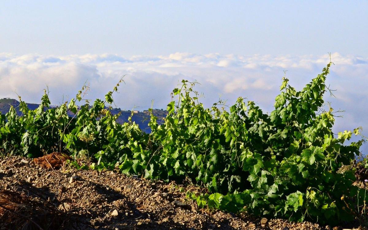 brindis al sol, viñedos, granada