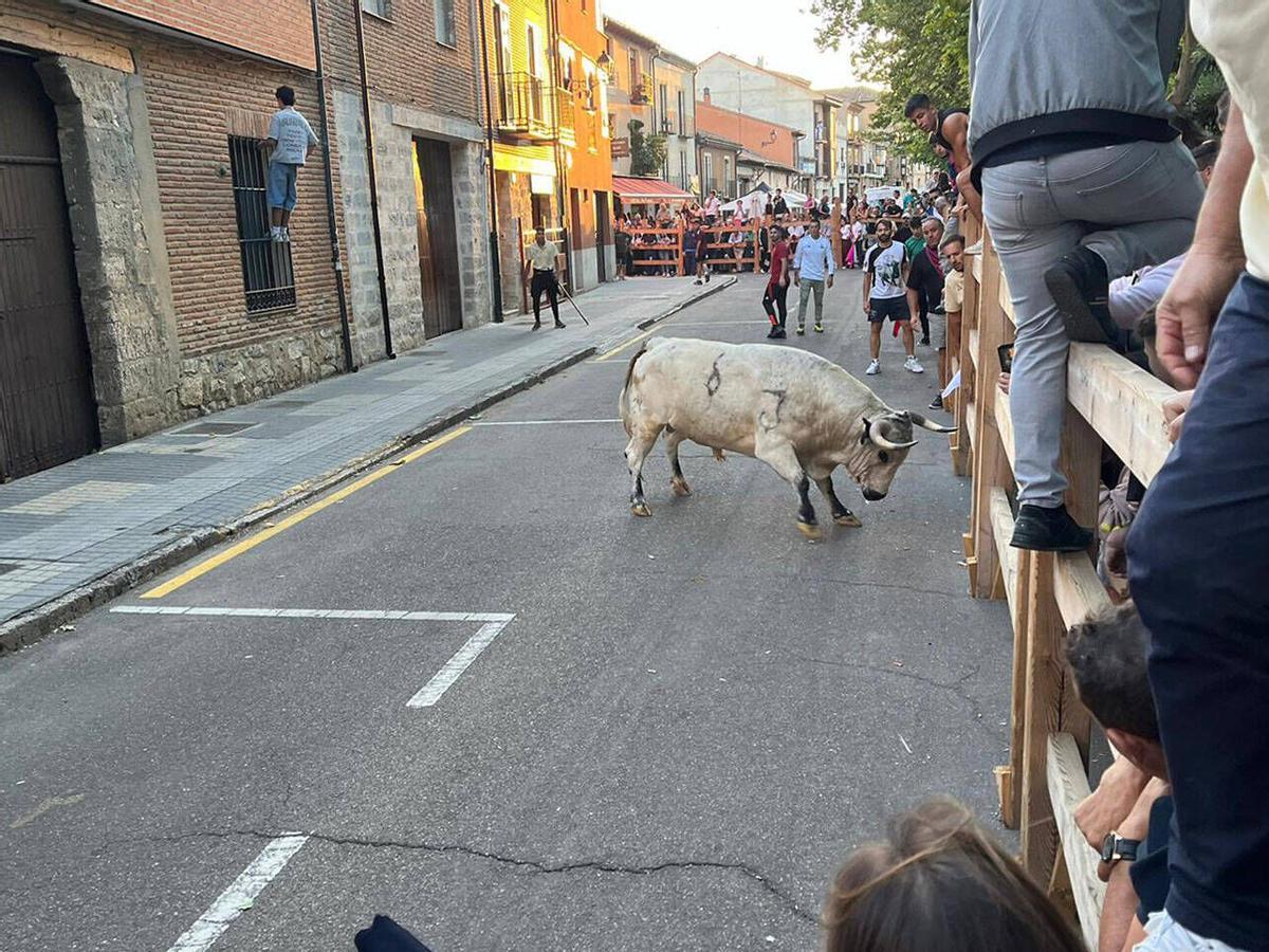 Toro del Cajón, San Agustín 2026