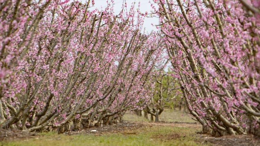 Un campo de frutales en plena floración, el viernes, en el término municipal de Carlet. | PERALES IBORRA