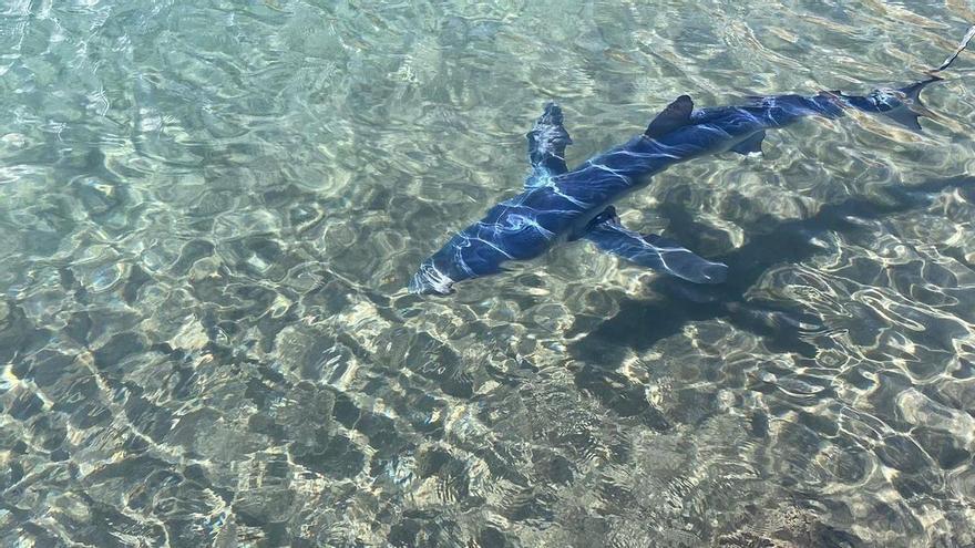 En Canarias habitan unas 85 especies de tiburones, mantas y rayas