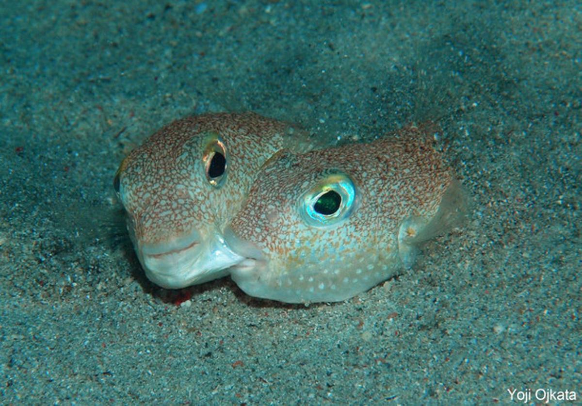 Un macho y una hembra de ’Torquigener albomaculosus’, durante el cortejo.