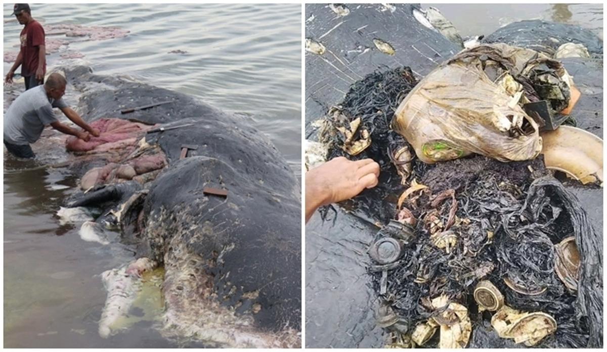 Aparece una ballena muerta en Indonesia con más de mil plásticos en el estómago