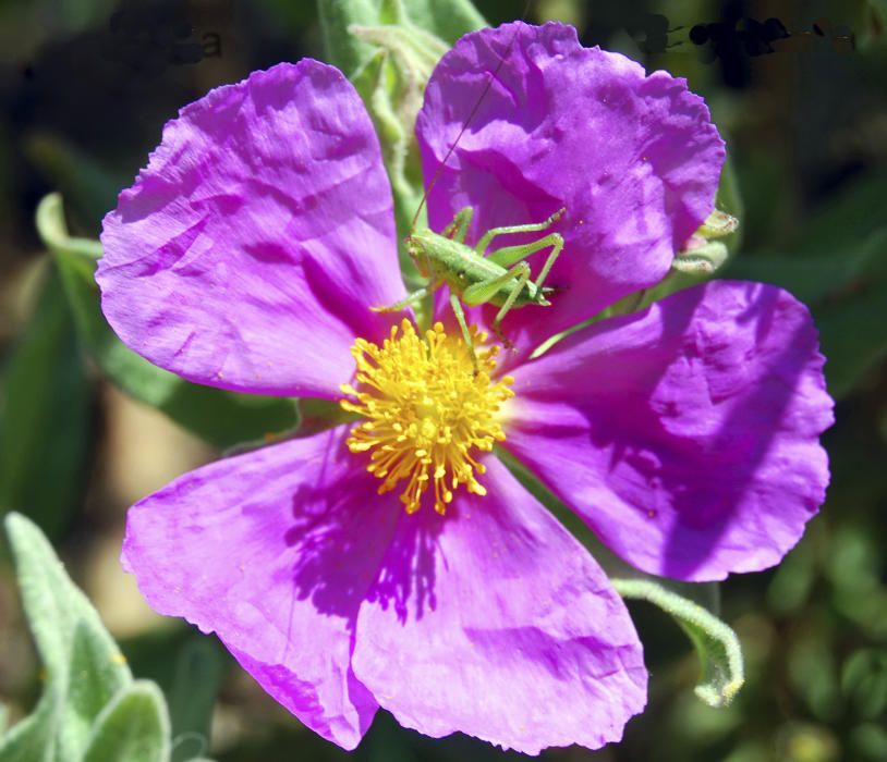 Estepa blanca. Un clima càlid i sec com el que hem tingut últimament ens permet gaudir d’aquesta bella imatge d’un bordiol blanc, o Cistus albidus, amb les seves vistoses flors rosades, sent pol·linitzat per un insecte ortòpter.