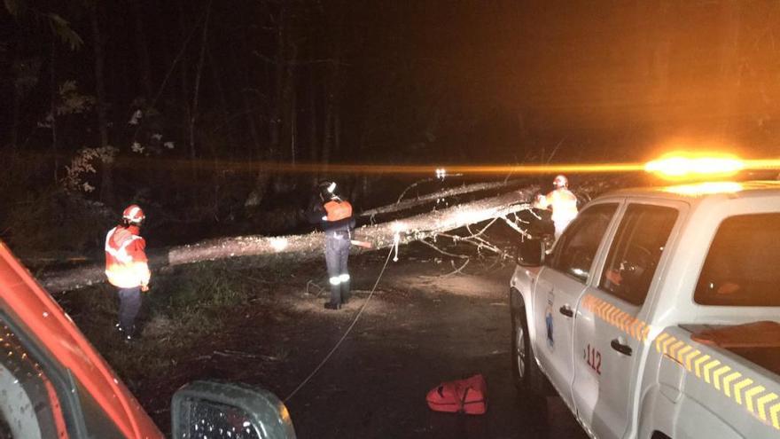 Protección Civil retira un árbol de una carretera de San Clemente en Caldas