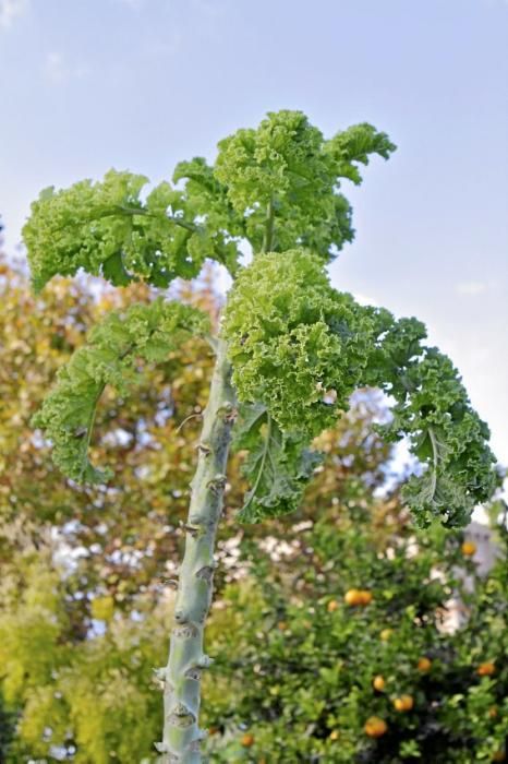 In den Beeten der Biogranja La Real bei Palma wachsen gleich vier supergesunde Sorten des Modegemüses "Kale".