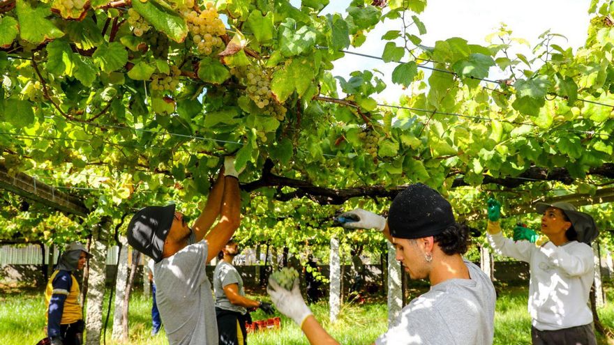 Vendimia 2024: los primeros 30 millones de kilos garantizan el éxito