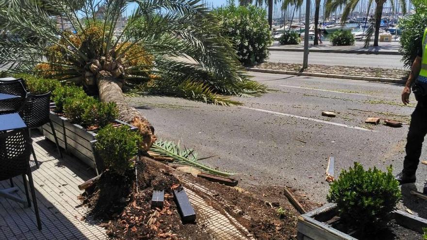 Caída de una palmera en el Paseo Marítimo.